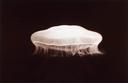 Moon Jelly