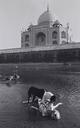 Untitled  [Dog Eating Corpse At Taj Mahal]