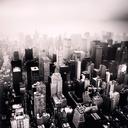 Urban Jungle - New York City, New York