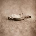 Untitled  [Birds, Small Deaths Series]