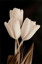 White Tulips