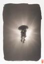 Jellyfish And Sunlight  [K181]