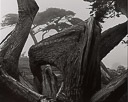 Cypress And Fog - Pebble Beach, California