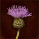 Cirsium Rivulare, Atropurpureum Thistle  [Flowers, Small Deaths Series]