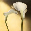  Calla Lilly III