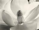 Magnolia Blossom
