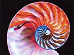 Nautilus