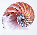 Nautilus