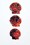 Three Orange Pectens