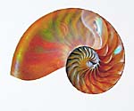 Nautilus