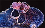 Mussel With Barnacles