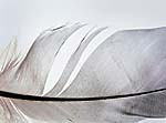 Feather