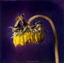 Helianthus Annuus, Sunflower  [Flowers, Small Deaths Series, #9/10]